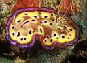 Chromodoris kuniei (Nudibranch)
