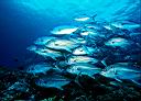 Caranx sexfasciatus (Bigeye Trevally)