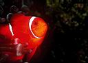 Premnas biaculeatus (Spinecheek Anemonefish)