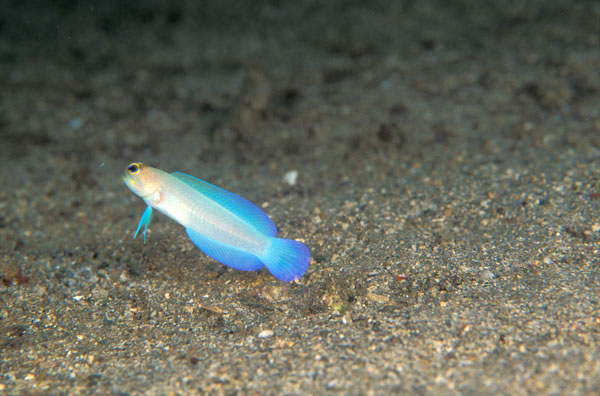 BlueBar Jawfish