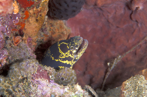 Chain Moray