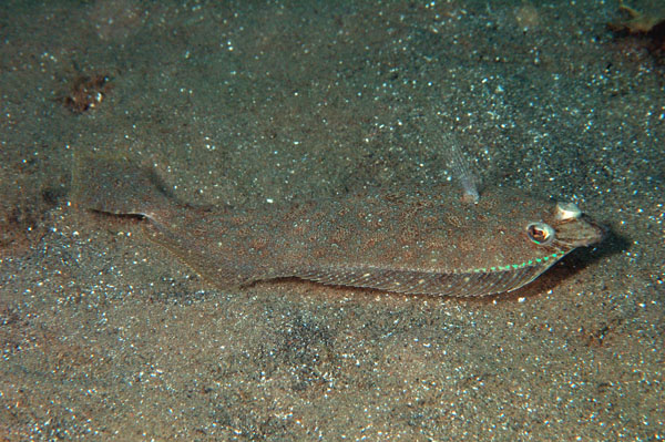 Dusky Flounder 2