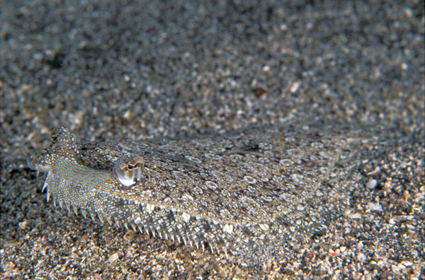 Eyed Flounder
