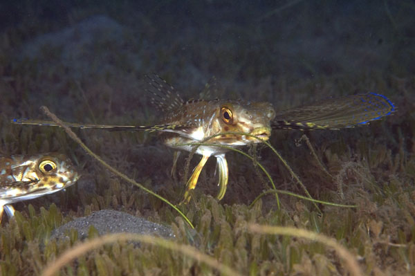 Flying Gurnard