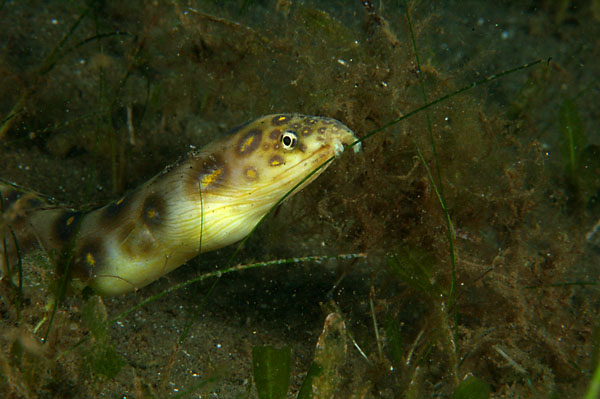 Goldspotted Eel 2