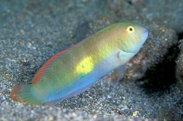 Green Razorfish