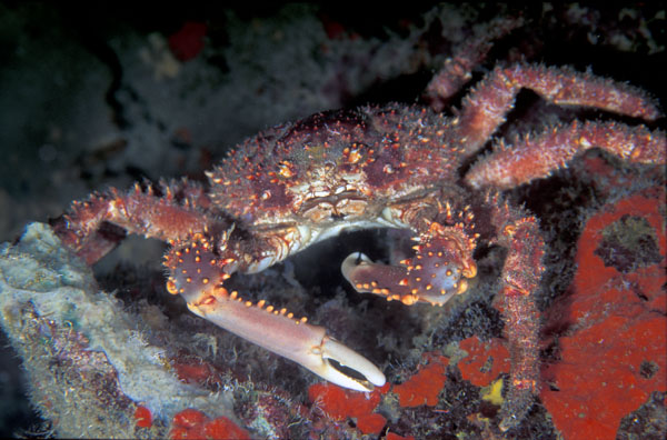 HairyClingingCrab
