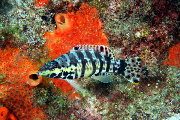 Harlequin Bass