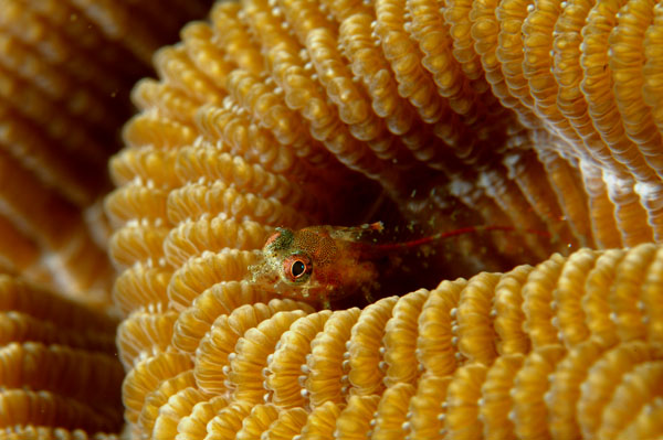 Juvenile Red Banner Blenny