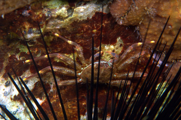 Nimble Spray Crab