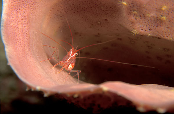 Peppermint Shrimp