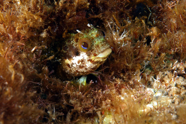 Punk Blenny 2