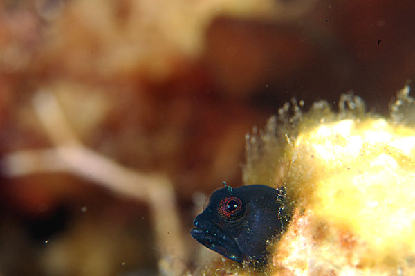 Red Banner Blenny
