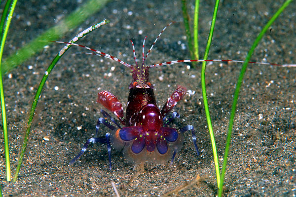 Red Snapping Shrimp 3