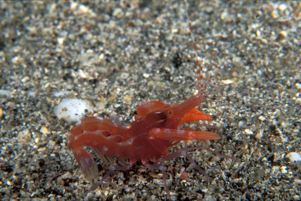 Red Snapping Shrimp