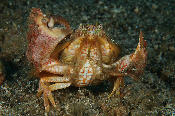 Rough Box Crab