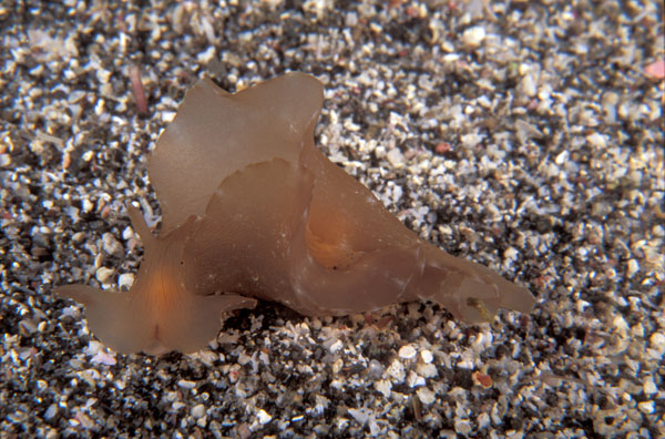 Sea Hare