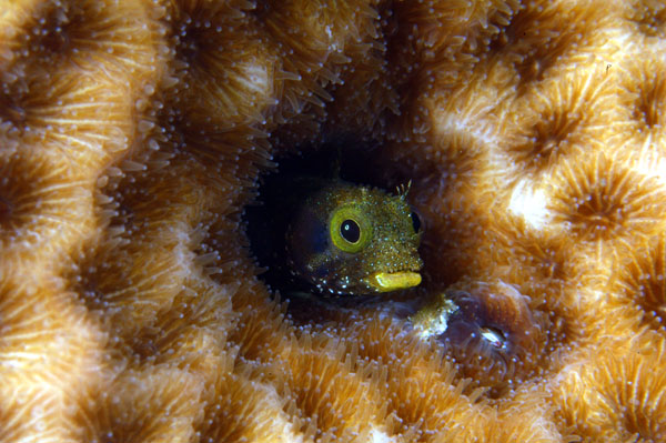 Secretary Blenny