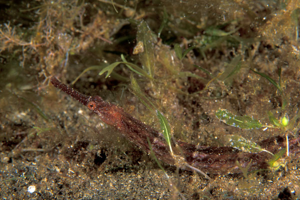 Shortfin Pipefish