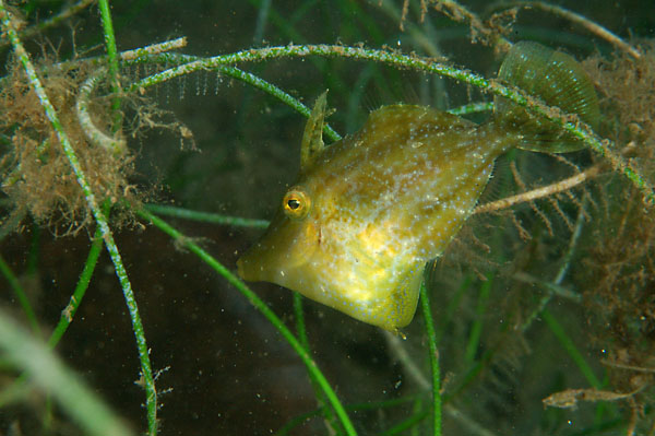 Slender Filefish