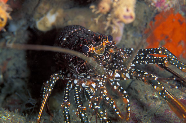 Spiny Lobster