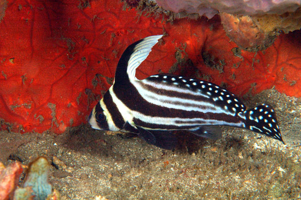 Spotted Drum 2