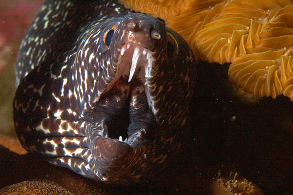 Spotted Moray 2