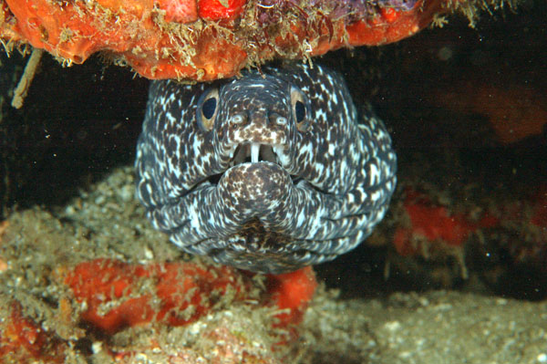 Spotted Moray 3