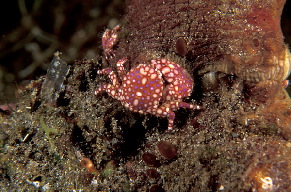 Spotted Porcelain Crab