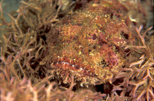 Spotted ScorpionFish