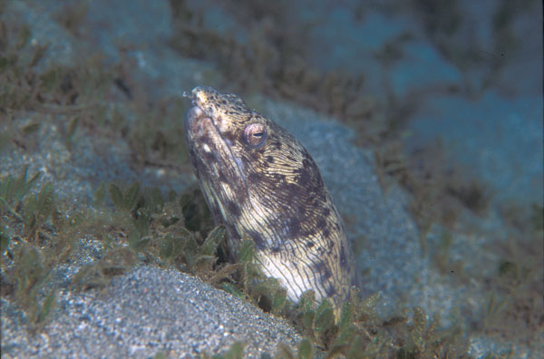 Spotted Snake Eel