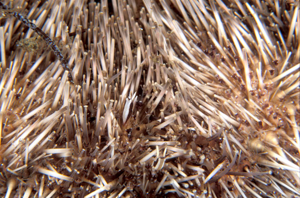 Squat Urchin Shrimp
