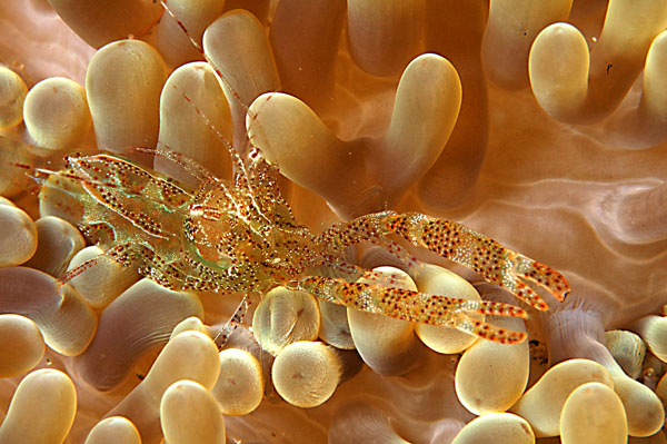 Sun Anemone Shrimp