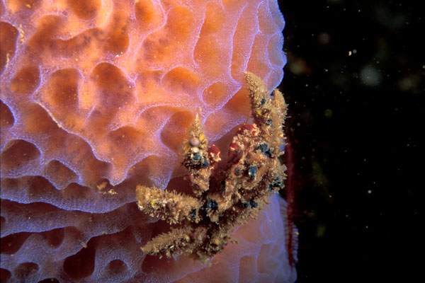 Teardrop Crab
