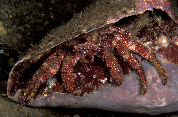 White Speckled Hermit