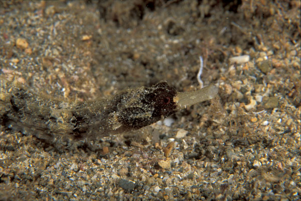Whitenose Pipefish 2