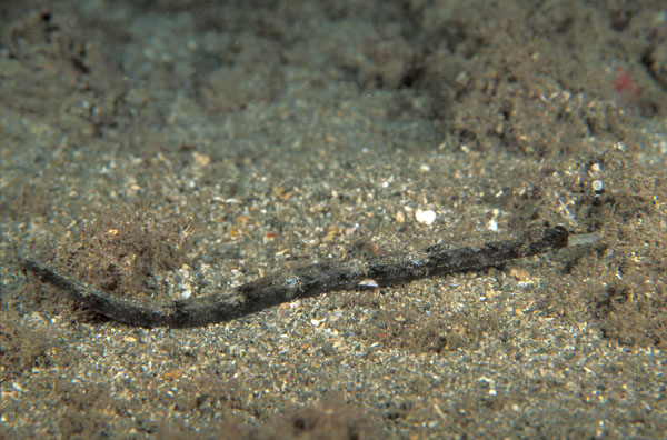 Whitenose Pipefish