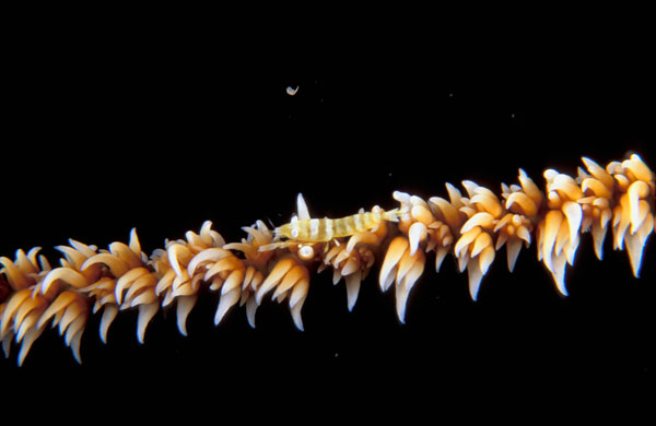 Wire Coral Shrimp