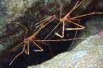 Arrow Crab Pair
