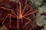 Arrow Crab