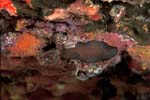 Black Brotula