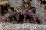 Blue Decorator Crab