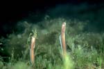 Brown Garden Eel Pair