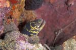 Chain Moray