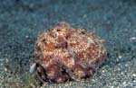 Common Octopus
