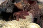 Decorator Crab