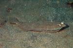 Dusky Flounder 2