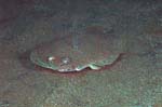 Dusky Flounder