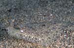 Eyed Flounder