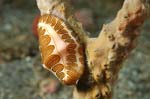 Fingerprint Cyphoma